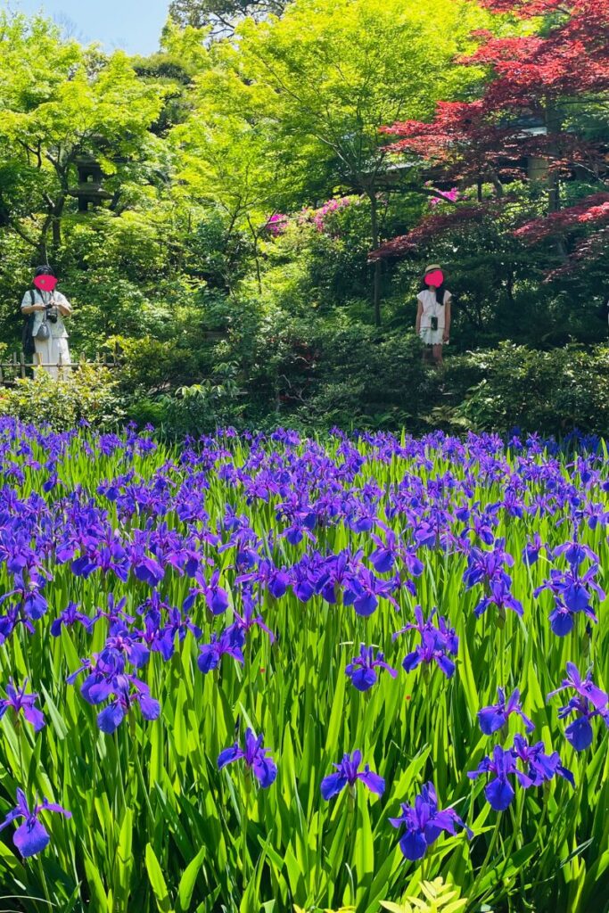 根津美術館のカキツバタ